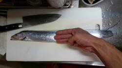 大阪南港　買い物帰りにキビナゴの引き釣りで…